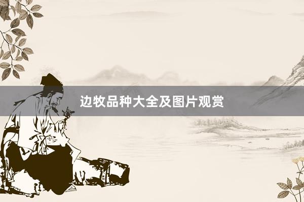 边牧品种大全及图片观赏
